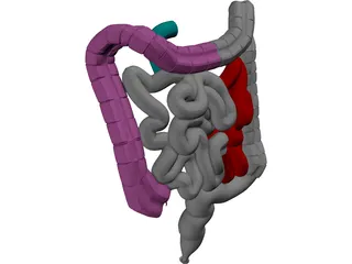 Intestines 3D Model preview