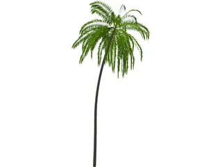 Palm Tree Cocoa 3D Model preview