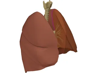 Respiratory Upper 3D Model preview