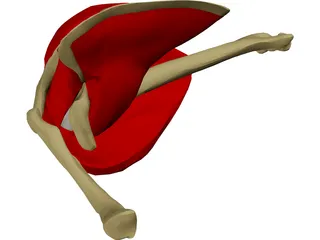 Shoulder 3D Model preview
