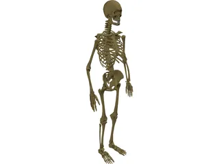Skeleton Male 3D Model preview