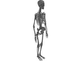 Skeleton Female 3D Model preview