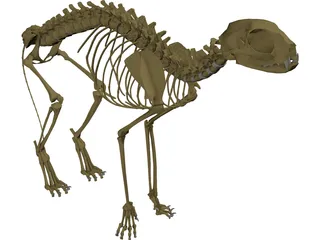 Cat Skeleton 3D Model preview