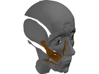 Face Muscles 3D Model preview