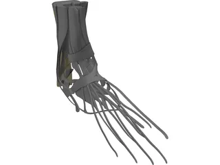 Foot Muscles 3D Model preview