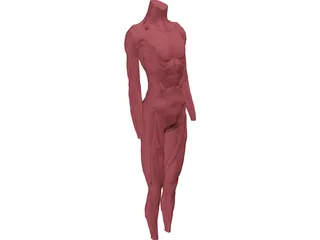 Surface Muscles 3D Model preview