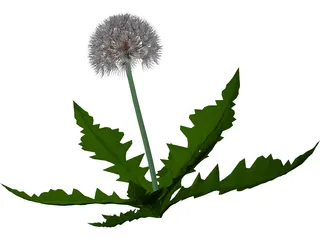 Dandelion 3D Model preview