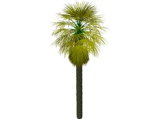 Washingtonia Palm 3D Model preview