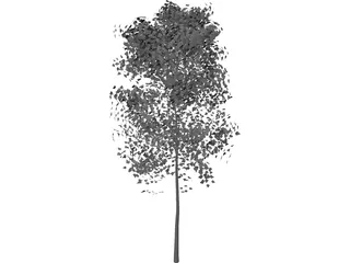 Aspen Populus 3D Model preview