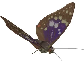 Butterfly Oomura 3D Model preview