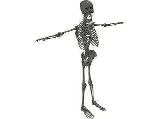 Skeleton 3D Model preview