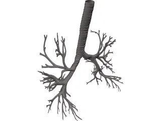 Bronquial Tree with Trachea 3D Model preview