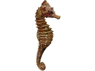 Seahorse 3D Model preview