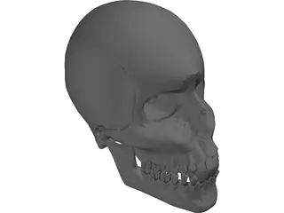 Skull 3D Model preview