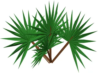 Palmetto Plant 3D Model preview