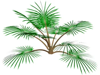 Palm Tree 3D Model preview