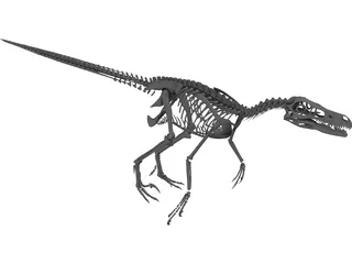Velociraptor Skeleton 3D Model preview