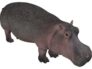 Hippopotamus 3D Model preview