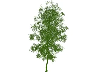 Birch Tree 3D Model preview
