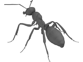 Ant 3D Model preview
