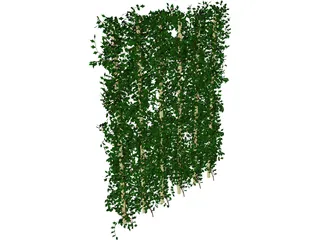 Plant Ivy 3D Model preview