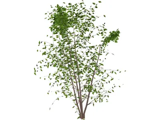 Tree 3D Model preview