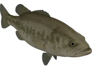 Florida Largemouth Bass 3D Model preview