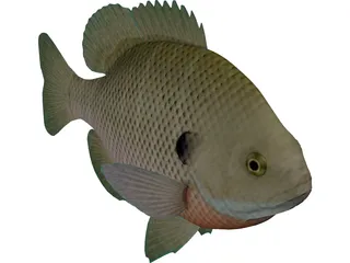 Bluegill 3D Model preview