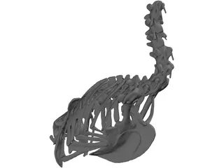 Macaw Skeleton 3D Model preview