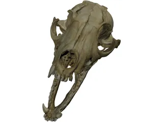 Fox Head Skull 3D Model preview