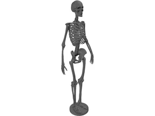 Human Skeleton 3D Model preview