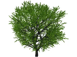 Cherry Tree 3D Model preview