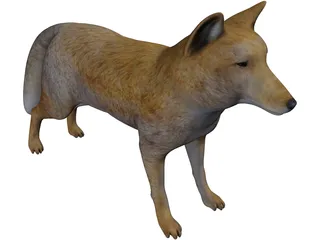 Tibetan Hill Fox 3D Model preview