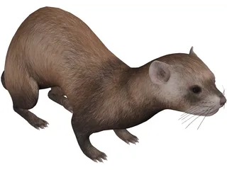 Ferret 3D Model preview