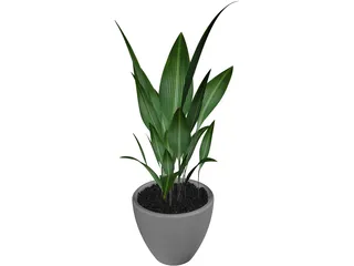 Ficus 3D Model preview