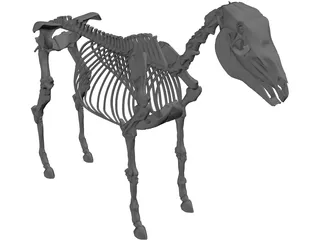 Horse Skeleton 3D Model preview