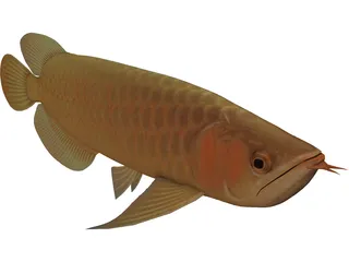 Asia Arowana 3D Model preview