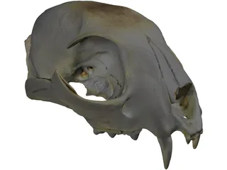 Lynx Skull 3D Model preview