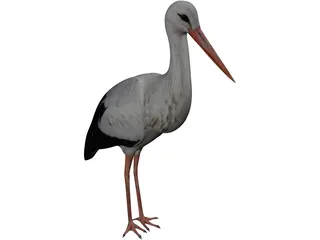 White Stork 3D Model preview