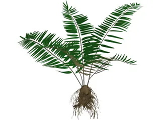 Sword Fern 3D Model preview