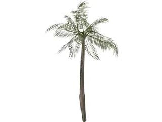 Palm Tree 3D Model preview