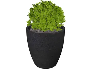 Boxwood Plant 3D Model preview
