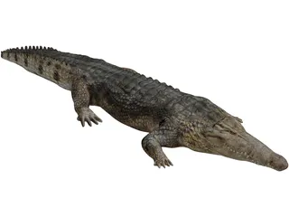Crocodile 3D Model preview