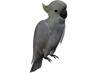 Parrot 3D Model preview