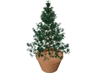 Potted Pine Tree 3D Model preview