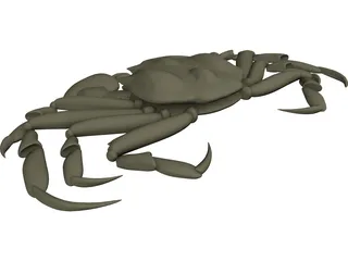 Chinese Mitten Crab 3D Model preview