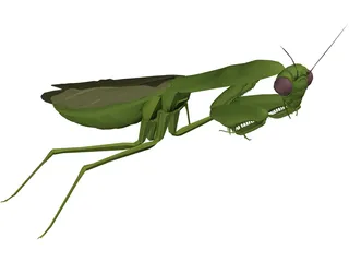 Flying Mantis 3D Model preview