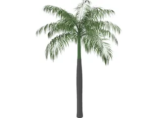 Palm Tree (Royal Palm) 3D Model preview