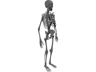 Skeleton 3D Model preview