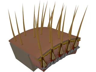 Hair Skin 3D Model preview